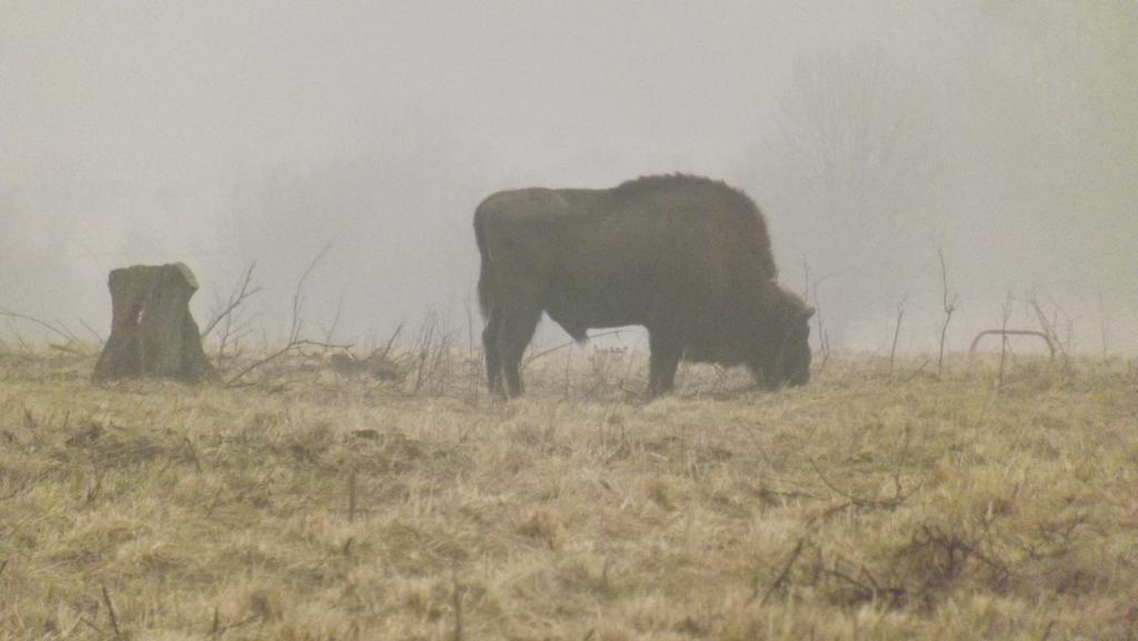 Białowieża Dwor Na Otulinie 빌라 외부 사진